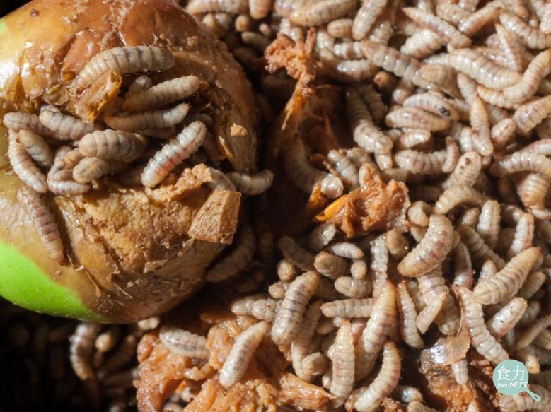 動物吃蟲蟲飼料也能救地球！循環經濟的最佳體現！
